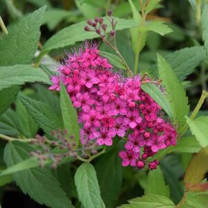 Spiraea × bumalda 'Anthony Waterer' 40-60 cm